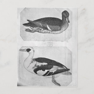 Cartão Postal Patos, do Álbum Vallardi