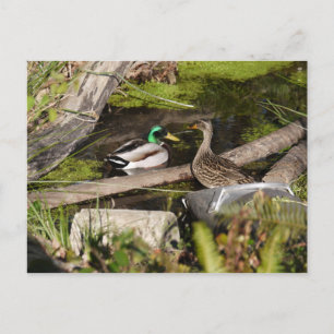 Cartão Postal Patos do parque da descoberta
