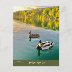 Cartão Postal Patos em Vilnius, Lituânia