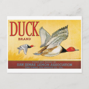 Cartão Postal Patos Limões San Dimas Los Angeles California