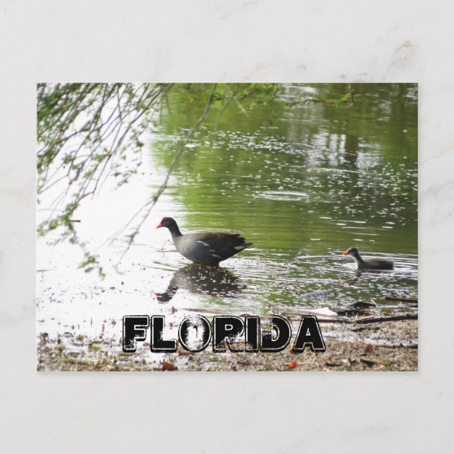 Cartão Postal Patos na Flórida (Frente)