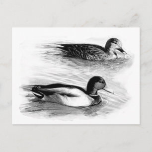 Cartão Postal Patos no lago