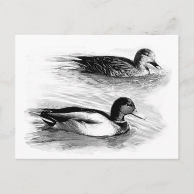 Cartão Postal Patos no lago (Frente)