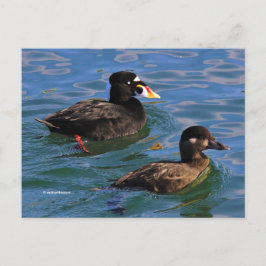 Cartão Postal Patos Pares Emparelhados surfs na Borda do Cais