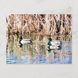 CARTÃO POSTAL PATOS SELVAGENS