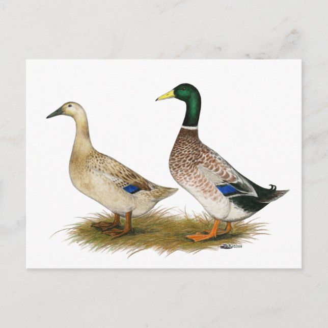 Cartão Postal Patos:  Silver Welsh Harlequin (Frente)