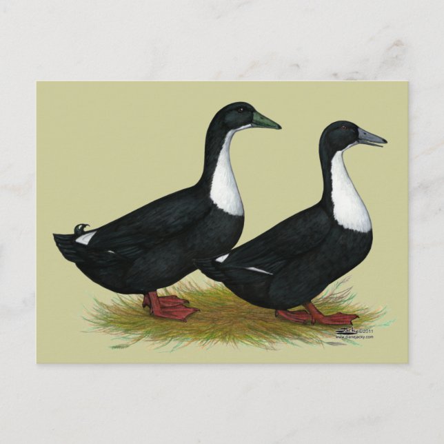 Cartão Postal Patos suecos negros (Frente)