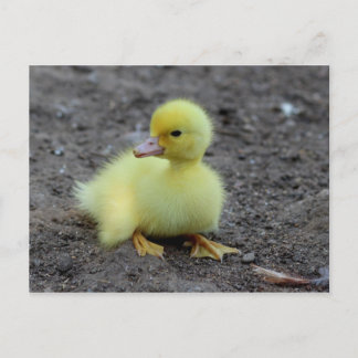 Cartão Postal Patozinho Amarelo Fofinho e Macio