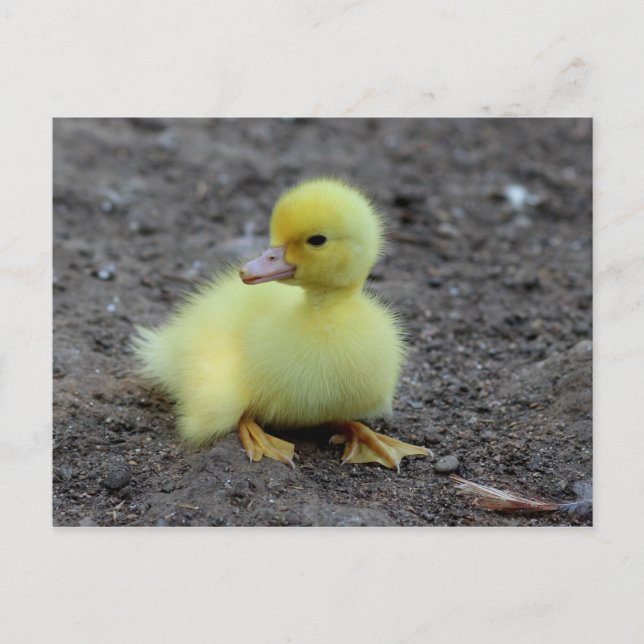 Cartão Postal Patozinho Amarelo Fofinho e Macio (Frente)