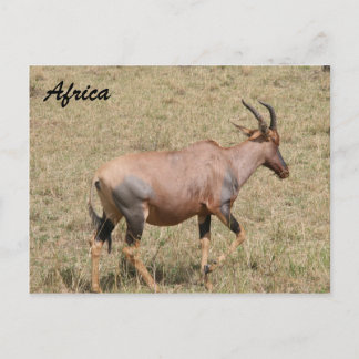 Cartão Postal pátria