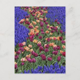 Cartão Postal Pattern of tulips and Grape Hyacinth flowers,