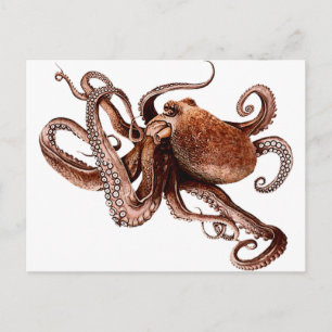 Cartão Postal Paul The Octopus