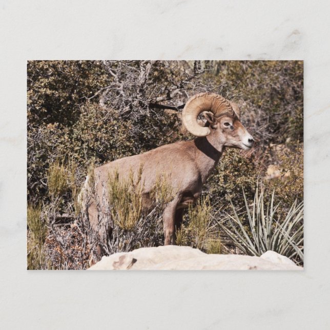 Cartão Postal Pausa momentânea (Frente)