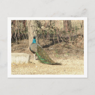 Cartão Postal pavão