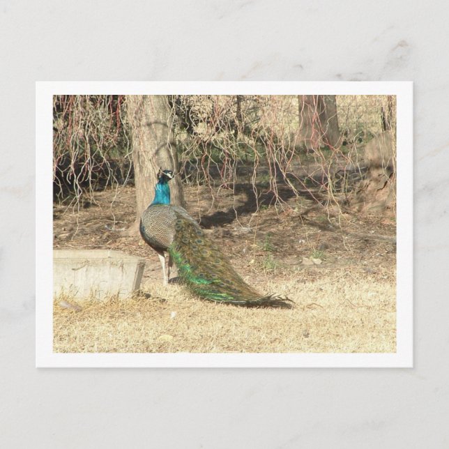 Cartão Postal pavão (Frente)