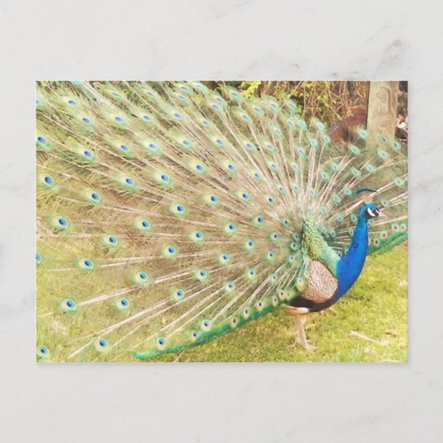 Cartão Postal pavão (Frente)