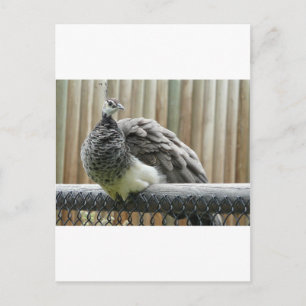 Cartão Postal pavão
