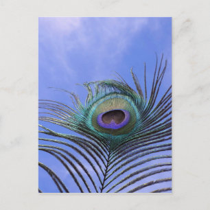 Cartão Postal Pavão 2 Fotografia