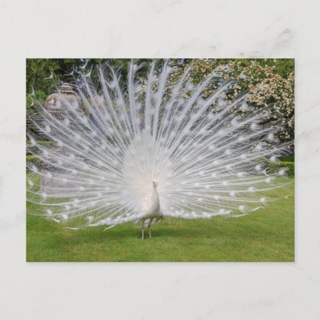 Cartão Postal Pavão Albino Exibe Penas (Frente)