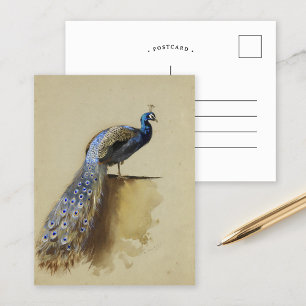 Cartão Postal Pavão   Archibald Thorburn