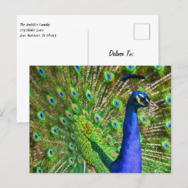 Cartão Postal Pavão azul brilhante