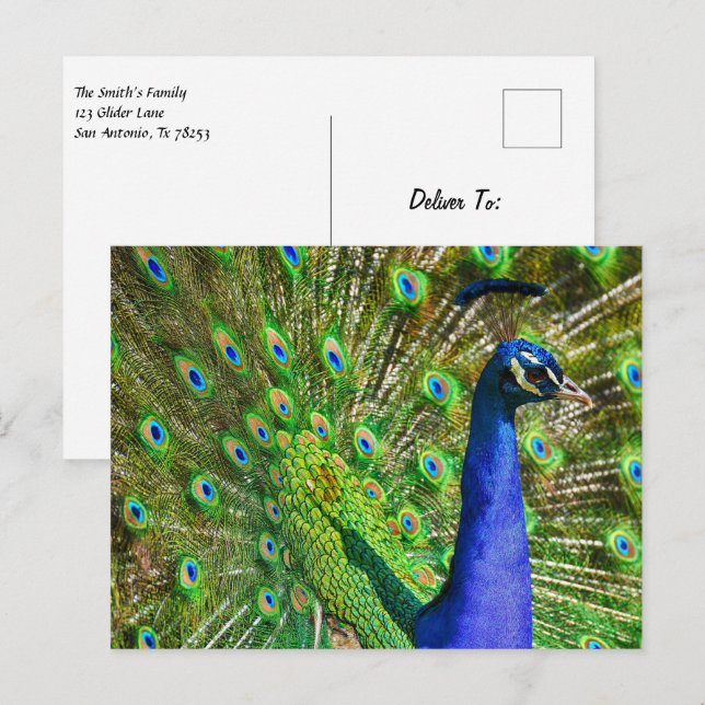 Cartão Postal Pavão azul brilhante (Frente/Verso)
