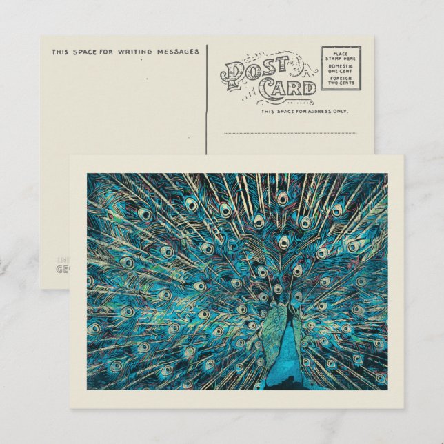 Cartão Postal pavão azul com cauda desdobrada (Frente/Verso)