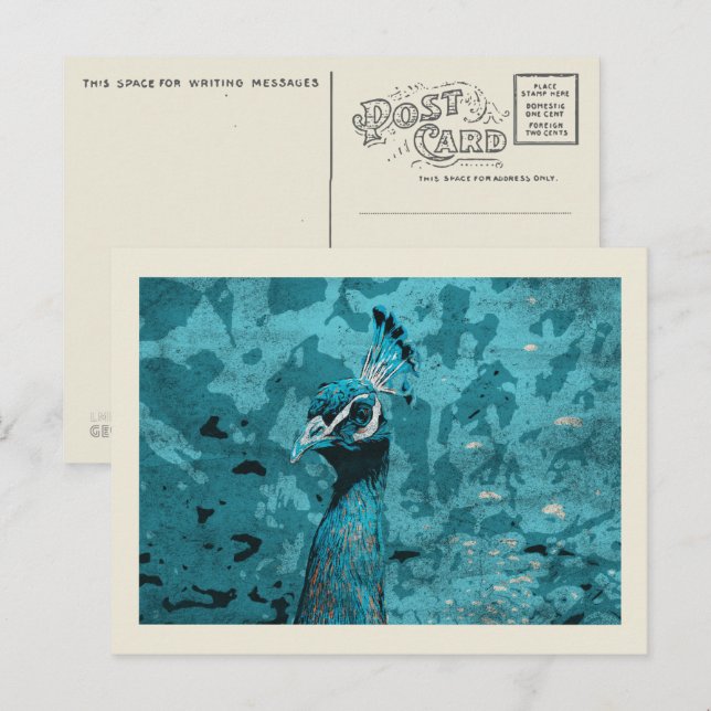 Cartão Postal Pavão-azul, pavão-homem (Frente/Verso)