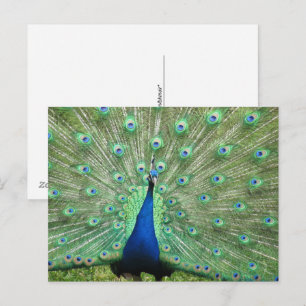 Cartão postal - Pavão com cauda aberta