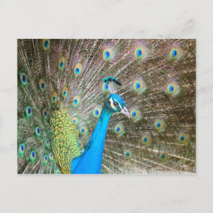 Cartão Postal Pavão com penas banidas - Foto de aves selvagens