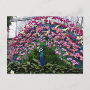 Cartão Postal Pavão de Orquídea