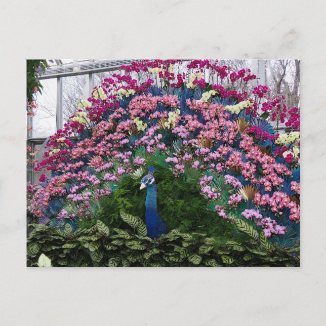 Cartão Postal Pavão de Orquídea (Frente)