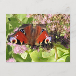 Cartão Postal Pavão Europeu