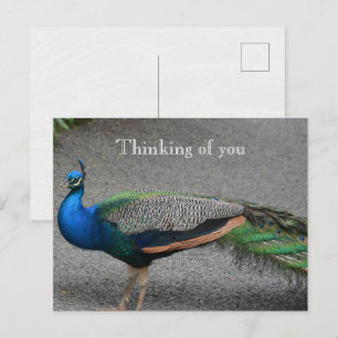 Cartão Postal Pavão Kauai Havaí
