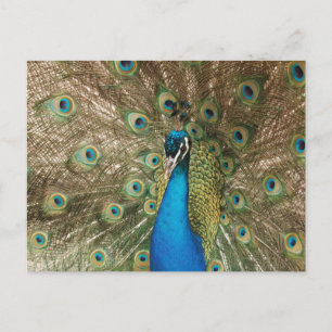 Cartão Postal Pavão Masculino Colorido com Foto de Penas de Espa