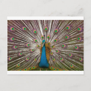 Cartão Postal Pavão Pacífico