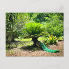 Cartão Postal Pavão que vagueia livremente