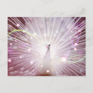 Cartão Postal Pavão Rosa