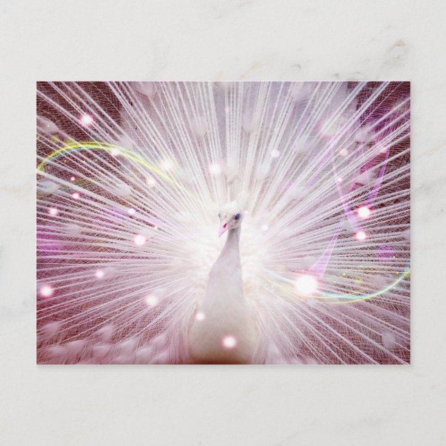 Cartão Postal Pavão Rosa (Frente)