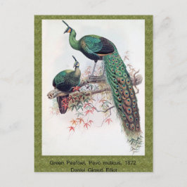 Cartão Postal Pavão-verde, Pavo muticus, monografia de 1872 de P