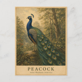 Cartão Postal Pavão Woodlands indiano VINTAGE