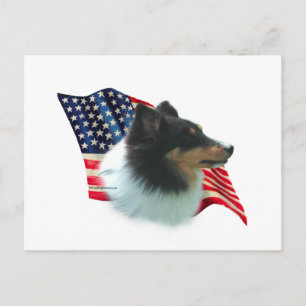 Cartão Postal Pavilhão Shetland Sheepdog (tri)