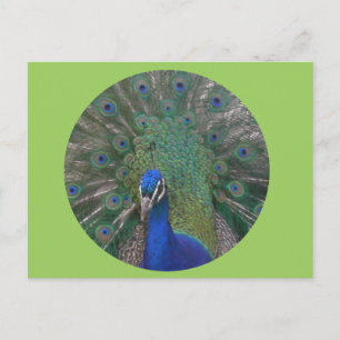 Cartão postal Pavock Personalizável