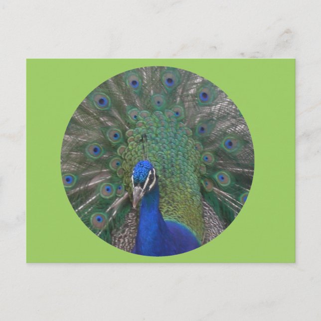 Cartão postal Pavock Personalizável (Frente)