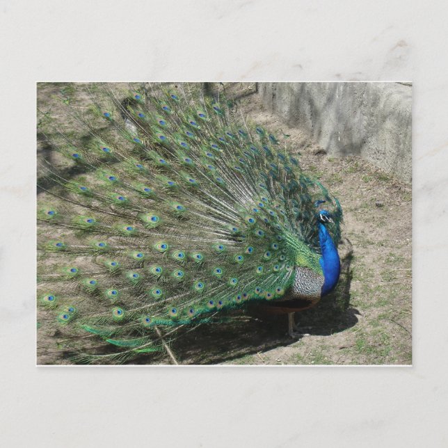 Cartão Postal Pavões (Frente)