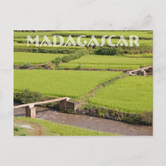 Cartão Postal Paysage de rizières à Madagascar (Frente)