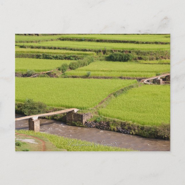 Cartão Postal Paysage de rizières à Madagascar (Frente)