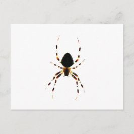 Cartão Postal Pccnm de aranha