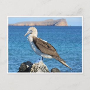 Cartão Postal pé azul
