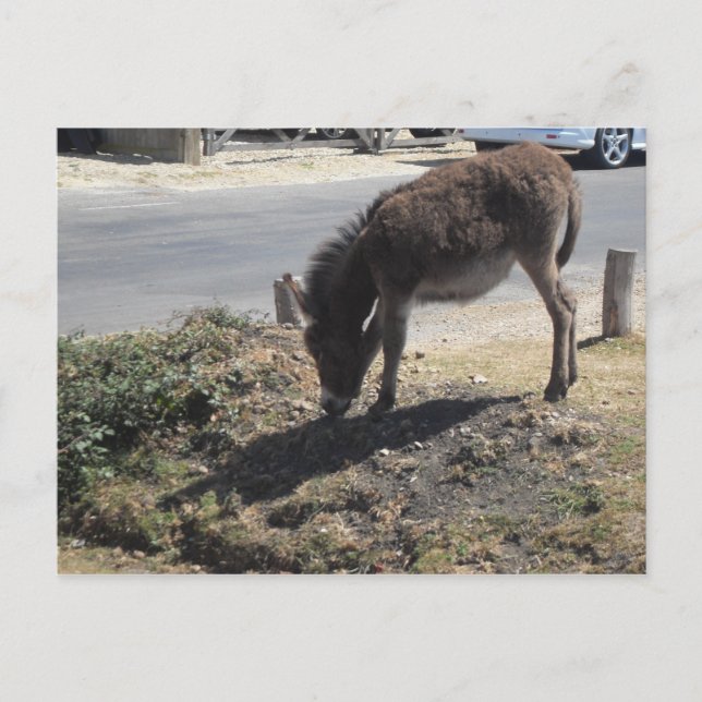 Cartão Postal Pé de Donkey Bonito (Frente)